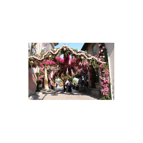 Il Lago d'Iseo e la Festa dei fiori di Santa Croce - Sabato 13 Settembre 2025