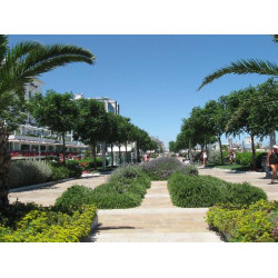 RICCIONE HOTEL VELA D'ORO